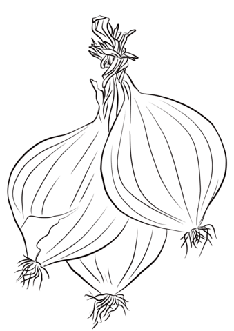 Three Onions Coloring Page